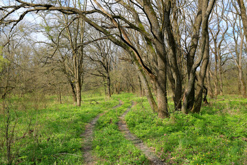 Fototapeta na wymiar pathway in spring forest