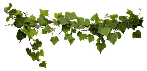 PNG Bush grape plant vine ivy