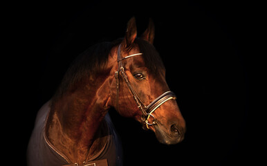 portrait of bay  sportive Trakehner stalion  horse-cover at sunset. close up