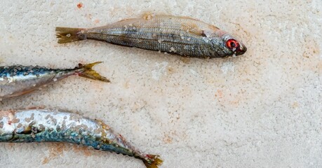 Whole raw organic mackerel fish with sea salt lying on a flat white surface - 785601480