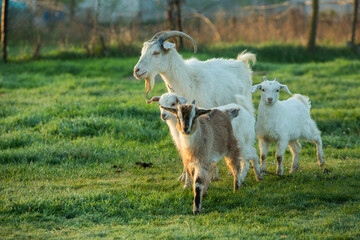 Mother goat with little goats graze green grass in the country. Domestic animals in the country.