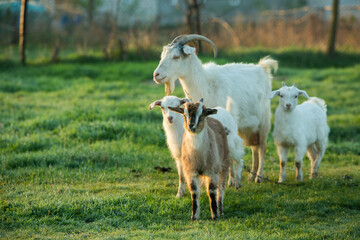 Mother goat with little goats graze green grass in the country. Domestic animals in the country.
