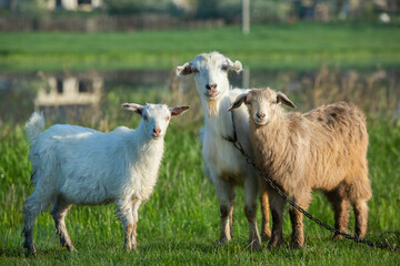 Obraz premium Mother goat with little goats graze green grass in the country. Domestic animals in the country.