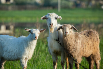 Mother goat with little goats graze green grass in the country. Domestic animals in the country.