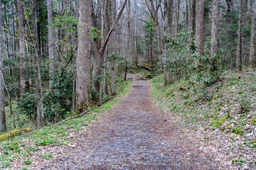 A Dirt Path Nature Trail in the Smoky Mountains Near Cosby Campground Tennessee