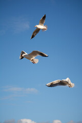 seagulls in flight
