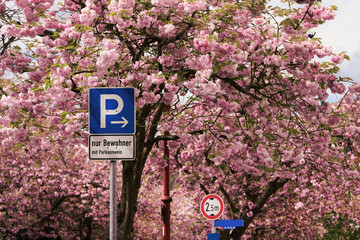 Parkstraße unter blühenden Bäumen, nur Anwohner 