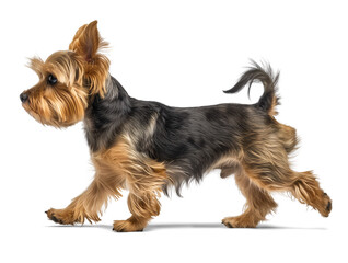yorkshire terrier dog full body side profile view walking on isolated background