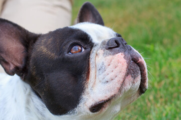 French Bulldog is resting in a sunny garden with a green lawn