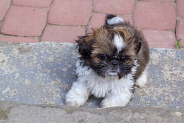 Shih tzu puppy playing in the garden