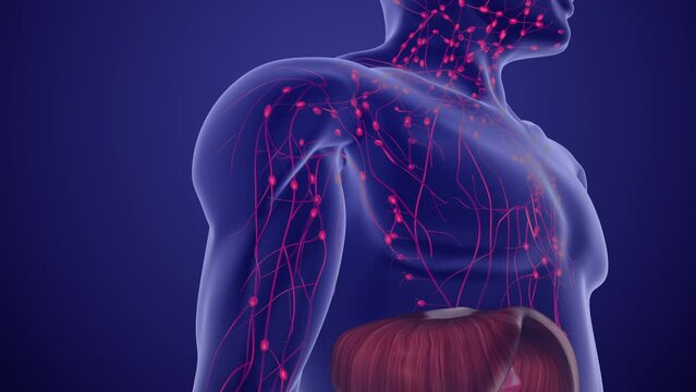 Medical Animation for Lymphoma Staging and Prognosis