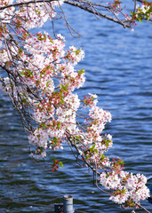 水辺に咲く桜のある風景