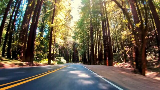 Forest Drive: Highway Driving Through South Dakota's Wilderness in 4K Video