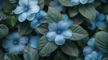 Group of Blue Flowers With Green Leaves