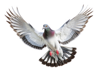 Obraz premium PNG Pigeon flying animal bird dove
