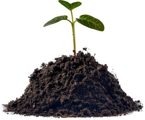 Young plant sprouting from rich soil cut out png on transparent background