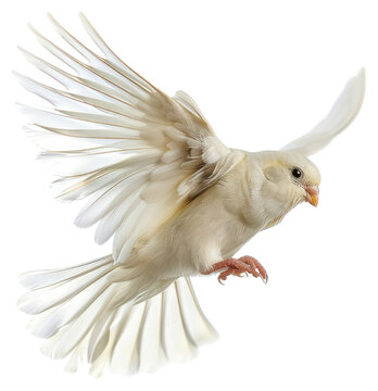 PNG A photo of Finche flying finch animal pigeon
