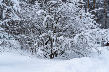 Winter snow-covered forest. Snowfall in the winter forest.