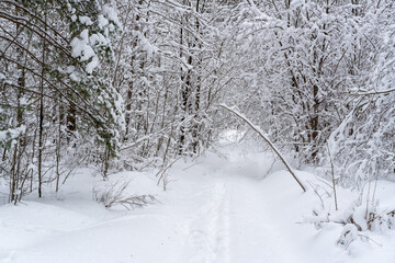 Winter snow-covered forest. Snowfall in the winter forest.