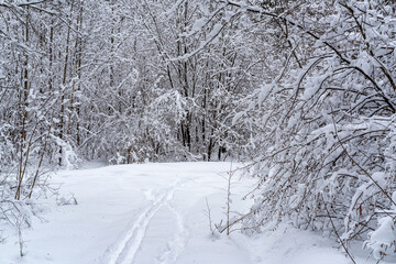 Fototapeta premium Winter snow-covered forest. Snowfall in the winter forest.