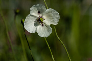 Papaver dubium albiflorum, commonly known as white-flowered long-headed poppy, captivates with its...
