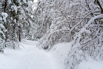 Winter snow-covered forest.