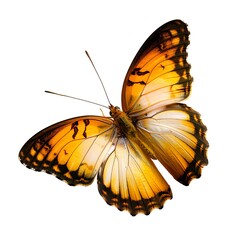 Colorful Transitions: Captivating Butterfly Wings in Brown to Yellow-Orange Gradient