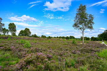 Obraz premium Die Lüneburger Heide zur Heideblüte, Heideblütenzeit im Sommer (August/September), Landschaft mit Heide, Wanderwege und Blüten bei blauem Himmel und Sonnenschein, Undeloh, Niedersachsen, Deutschland