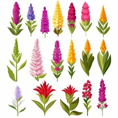 Cockscomb Flower Icon Set, Garden Celosia Flat Design, Abstract Celosia Symbol, Simple Amaranth Flowers