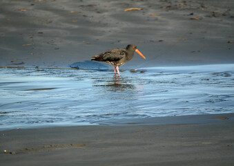 Bird standing on a beach