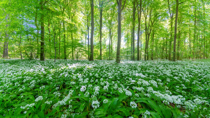 A Beechwood forest full of wild garlic flowers	

