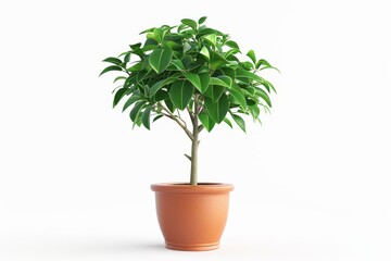 Green Leafed Potted Plant on White Background