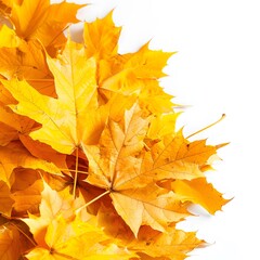 Naklejka na ściany i meble Golden Glow: Vibrant Autumn Beauty in Nature's Palette