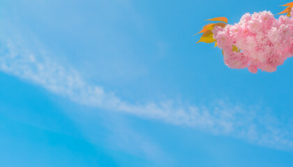 Background with blue sky, cirrus cloud and pink sakura inflorescences