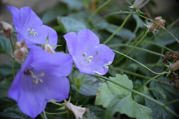 Nahaufnahme von himmelblauen Blüten mit weichem Hintergrund