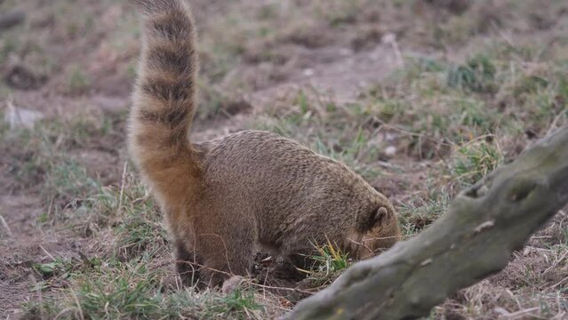Coati (Nasua nasua) searching for food
