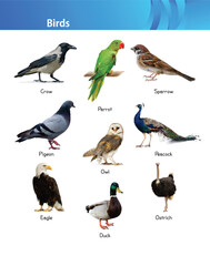 Animals are multicellular eukaryotes whose cells are bound together by collagen. Animals dominate human conceptions of life on Earth because of their size, diversity, abundance, and mobility.