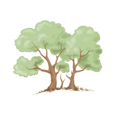 Cartoon painted trees with a brown trunk and green foliage. Fairy tale forest. Illustration on a transparent background, hatching, vintage clipart.