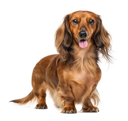 Long-haired dachshund smiling with tongue out, isolated background