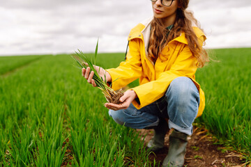 Farmer woman  holding green wheat sprouts, checking growth. Concept for farm development,...