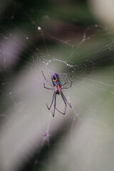 A colorful spider at the center of its web, surrounded by lush green foliage