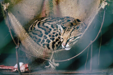 A tranquil ocelot sleeping in a burlap hammock with a meal nearby