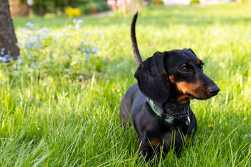 A black and brown dachshund walks on the green grass in the garden.