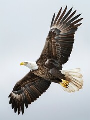 Bald eagle in full spread wing flight against sky - The magnificent bald eagle captured in perfect symmetry with its wings spread wide against the sky