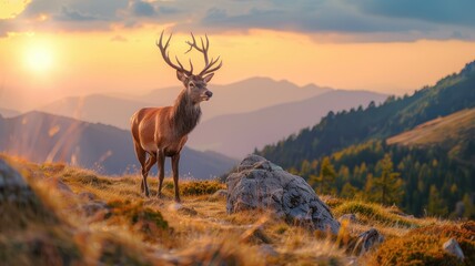 Stag overlooking a valley during golden hour - A solitary stag is captured in the golden hour light, standing on a mountaintop overlooking a vast valley, symbolizing contemplation and nature's eleganc - obrazy, fototapety, plakaty