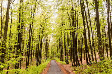 Beautiful spring forest landscape, fresh green leaves on trees, spring in deciduous forest.