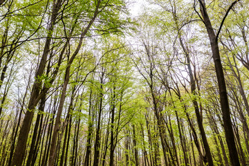 Beautiful spring forest landscape, fresh green leaves on trees, spring in deciduous forest. - 785626467