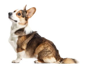 Obraz premium Cute curious cardigan welsh corgi looking up