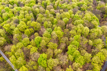 Beautiful spring forest landscape, fresh green leaves on trees in spring, view from drone. - 785626845