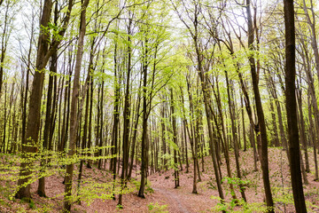 Beautiful spring forest landscape, fresh green leaves on trees, spring in deciduous forest. - 785626884